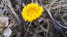 Tvillingen 1, tussilago