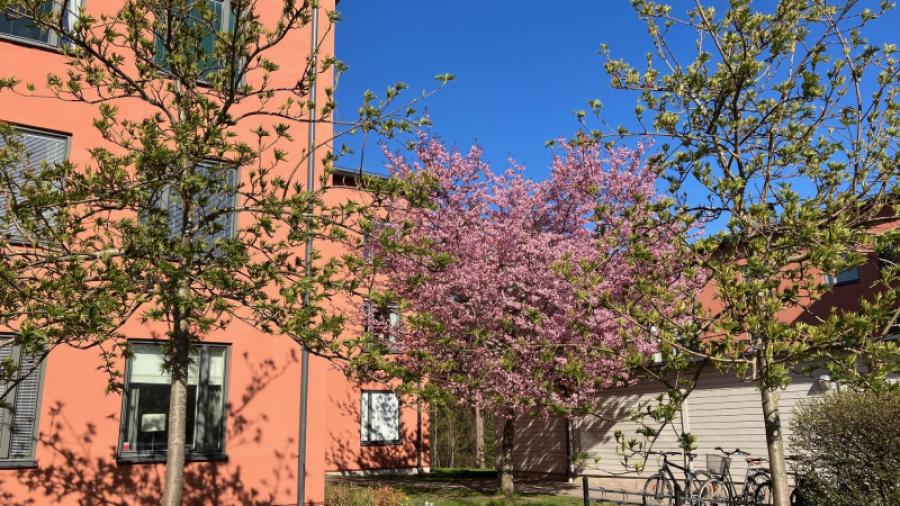 Körsbärsträden i full blom, våren 2023